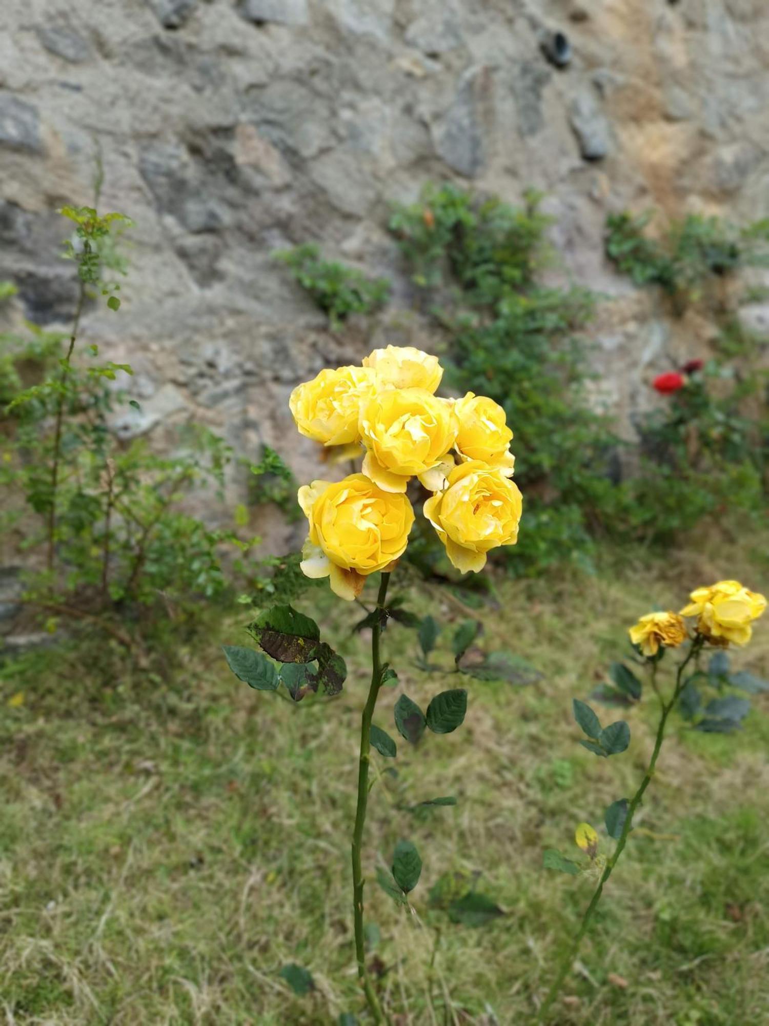 Kodai Riya Paradise Кодайканал Екстериор снимка
