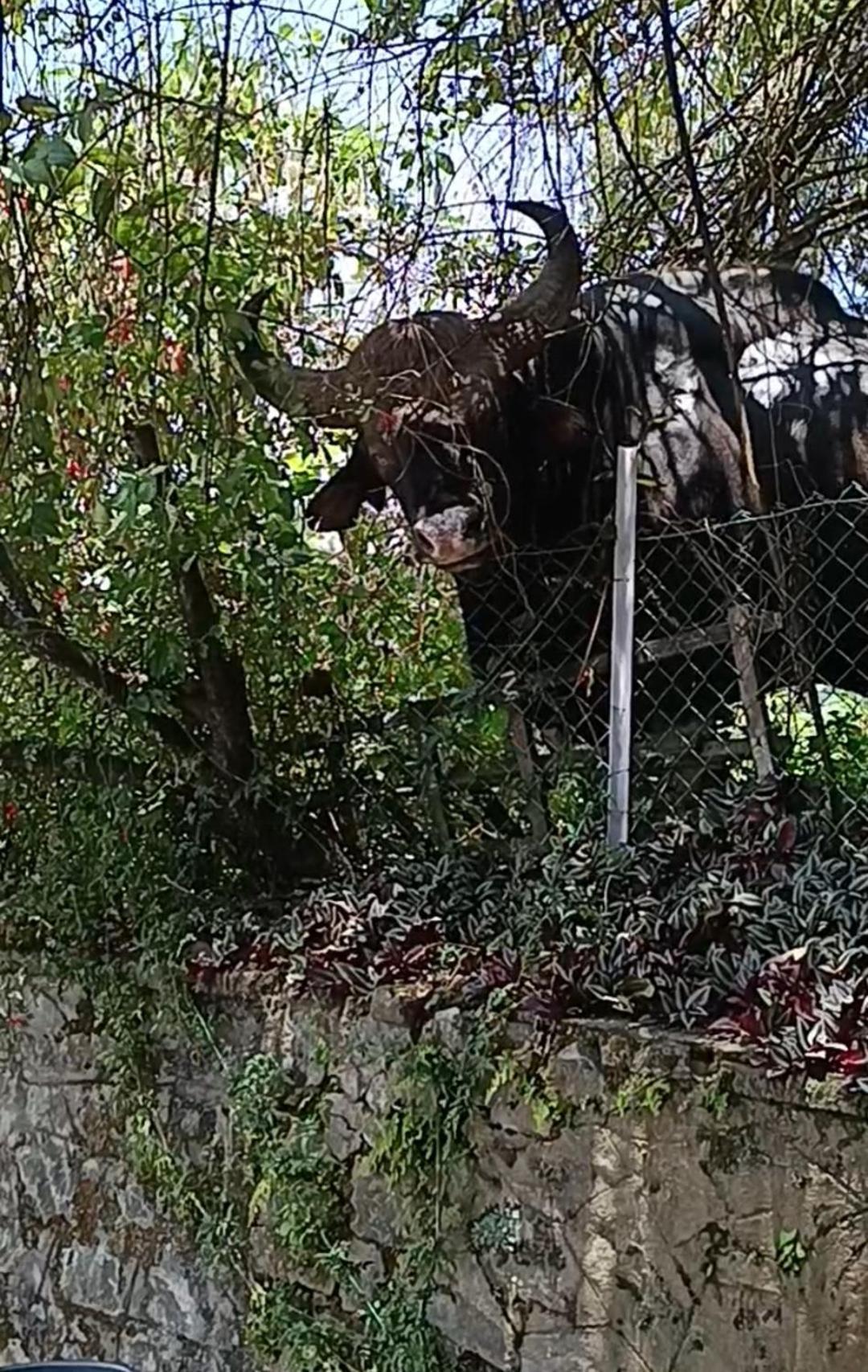 Kodai Riya Paradise Кодайканал Екстериор снимка